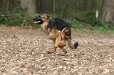 BERGER ALLEMAND 1162